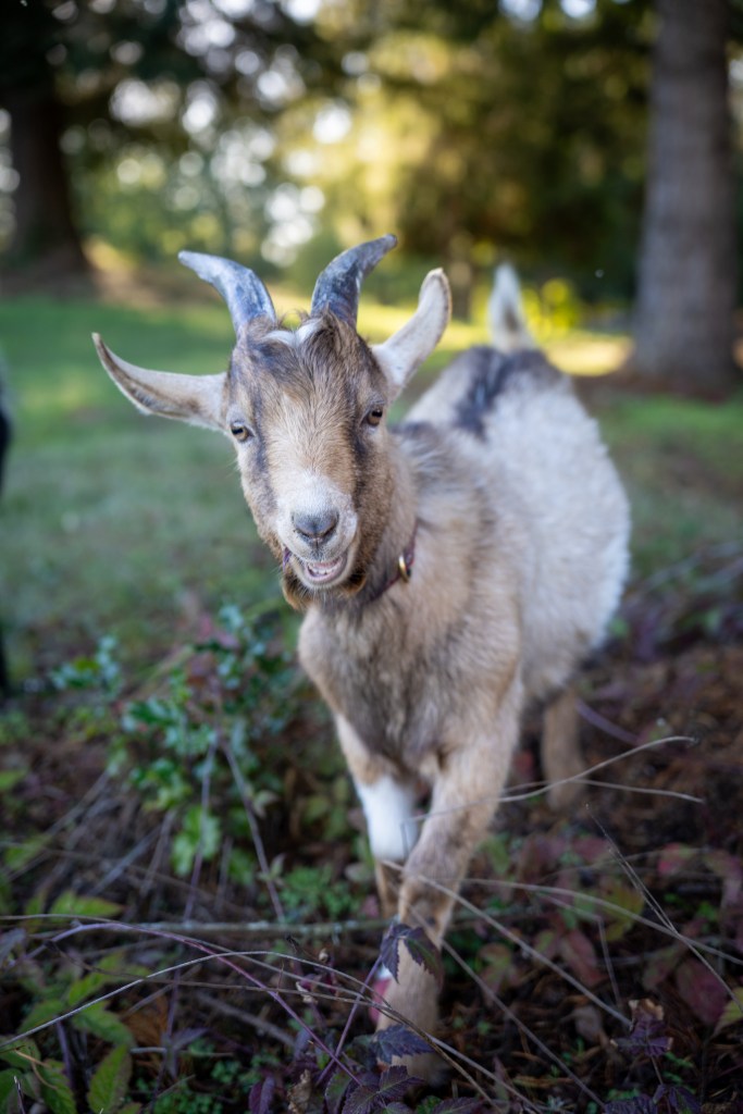 A photo of Bobby, our Pigmy Goat looking at the camera with a smile