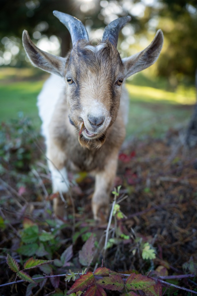 A photo of Bobby, our Pigmy Goat, chowing down!