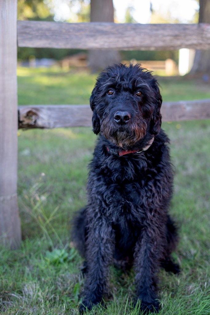 A picture of our farm dog, Hank, a black labradoodle.