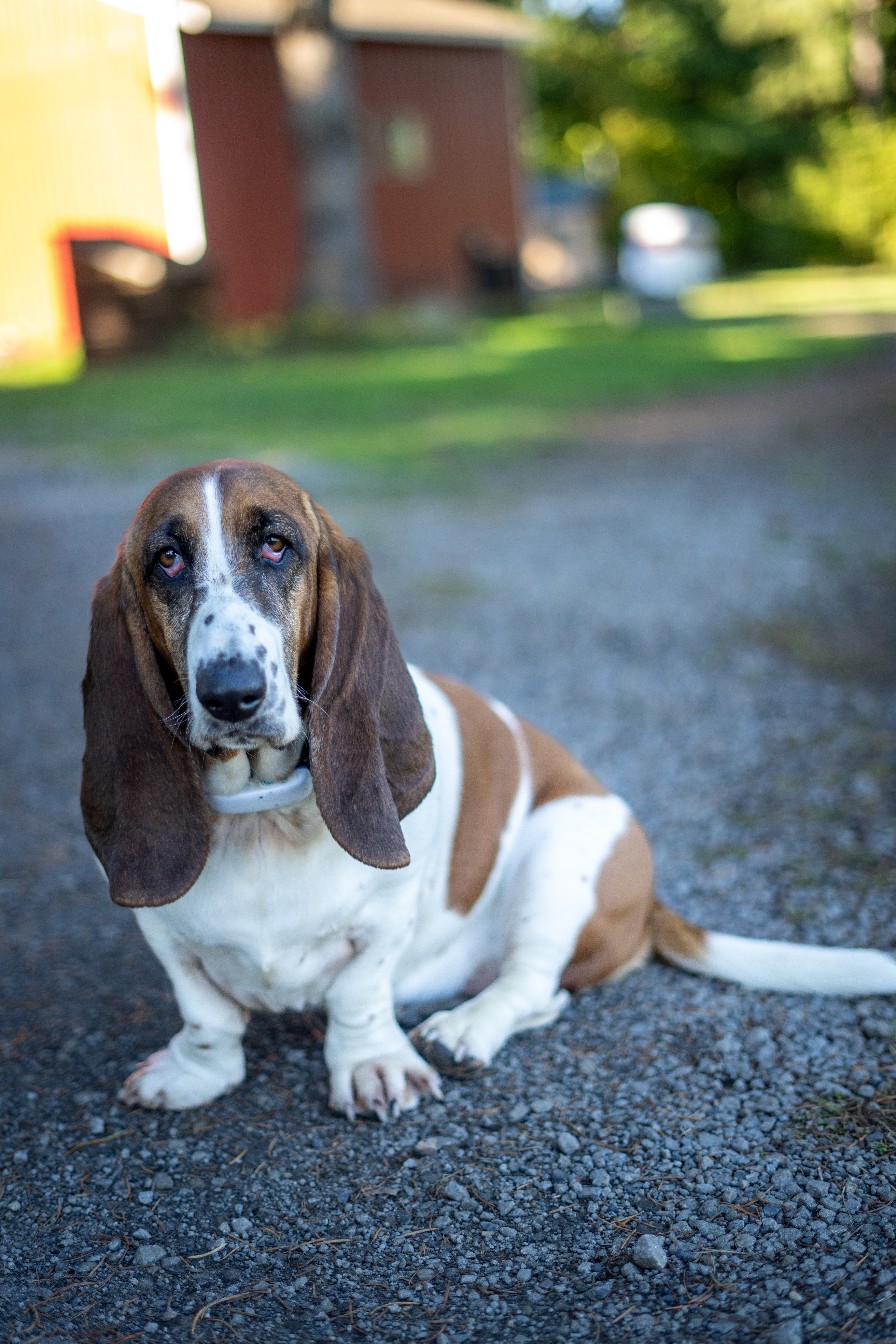 A picture of Tulip, our lovable Basset Hound