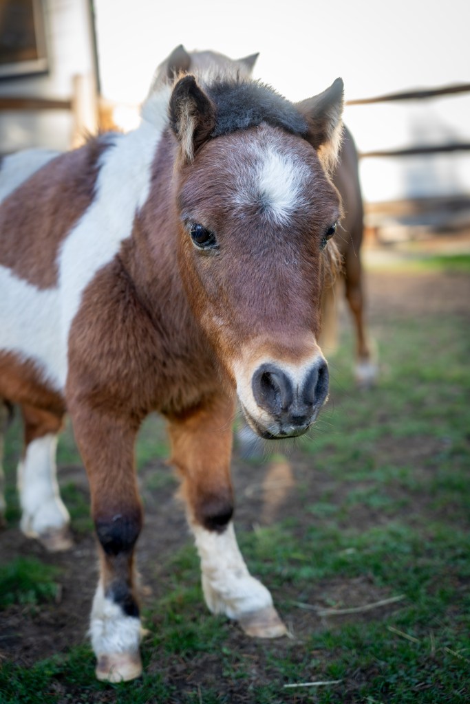 A picture of Freckles, our miniature horse