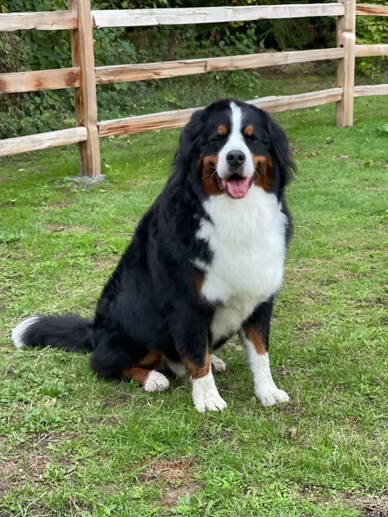 Image of our farm pup, Hank, a Bernese Mountain Dog