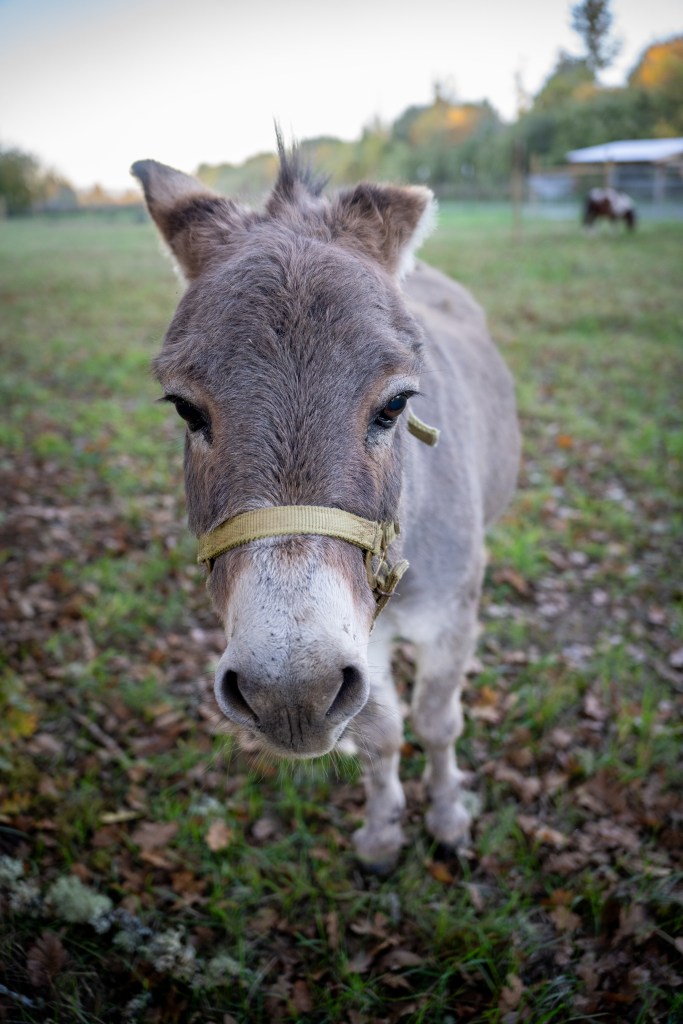 A picture of Pancake, our excitable donkey, with his ears slicked back