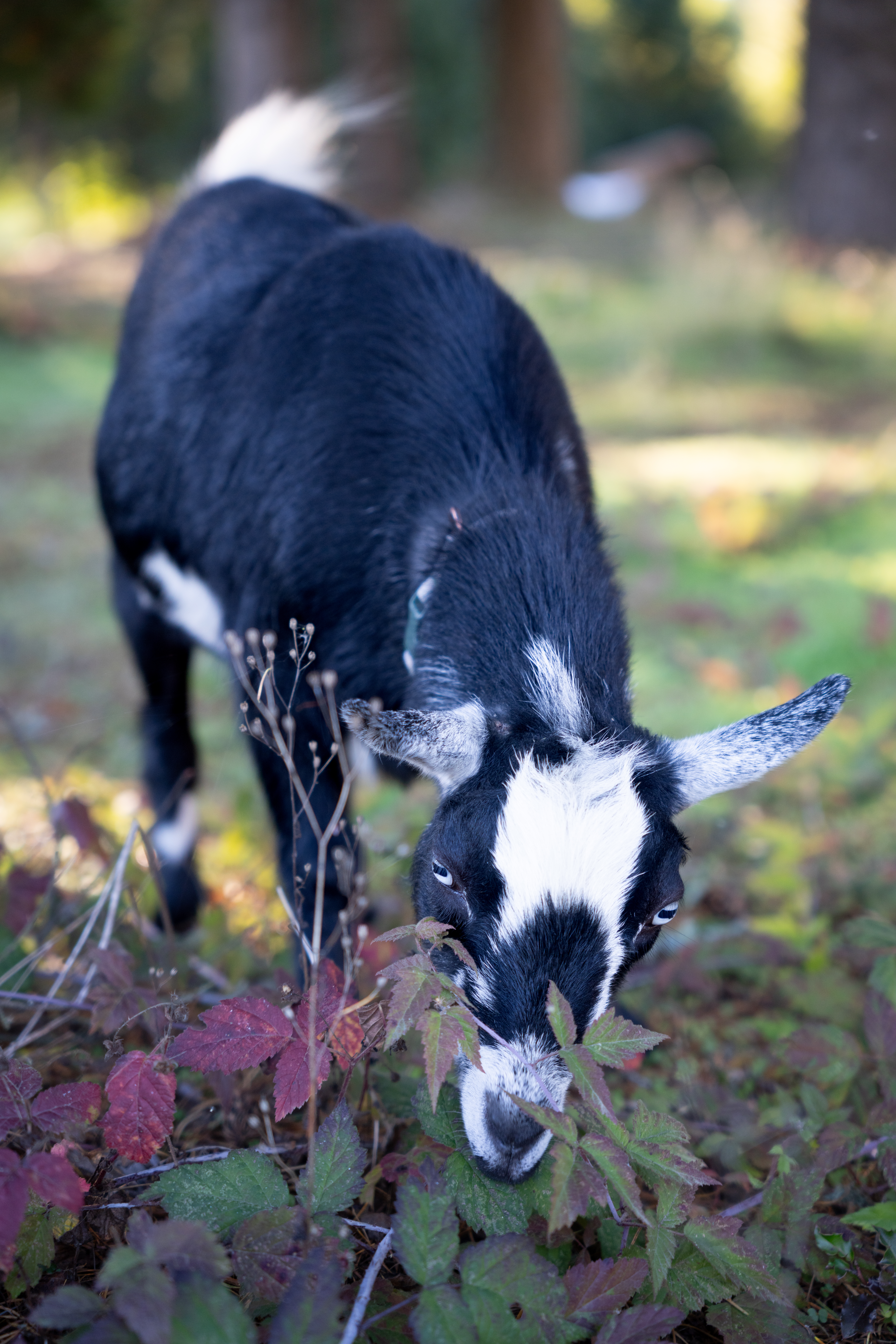 Our goat, Ricky finding some good grub