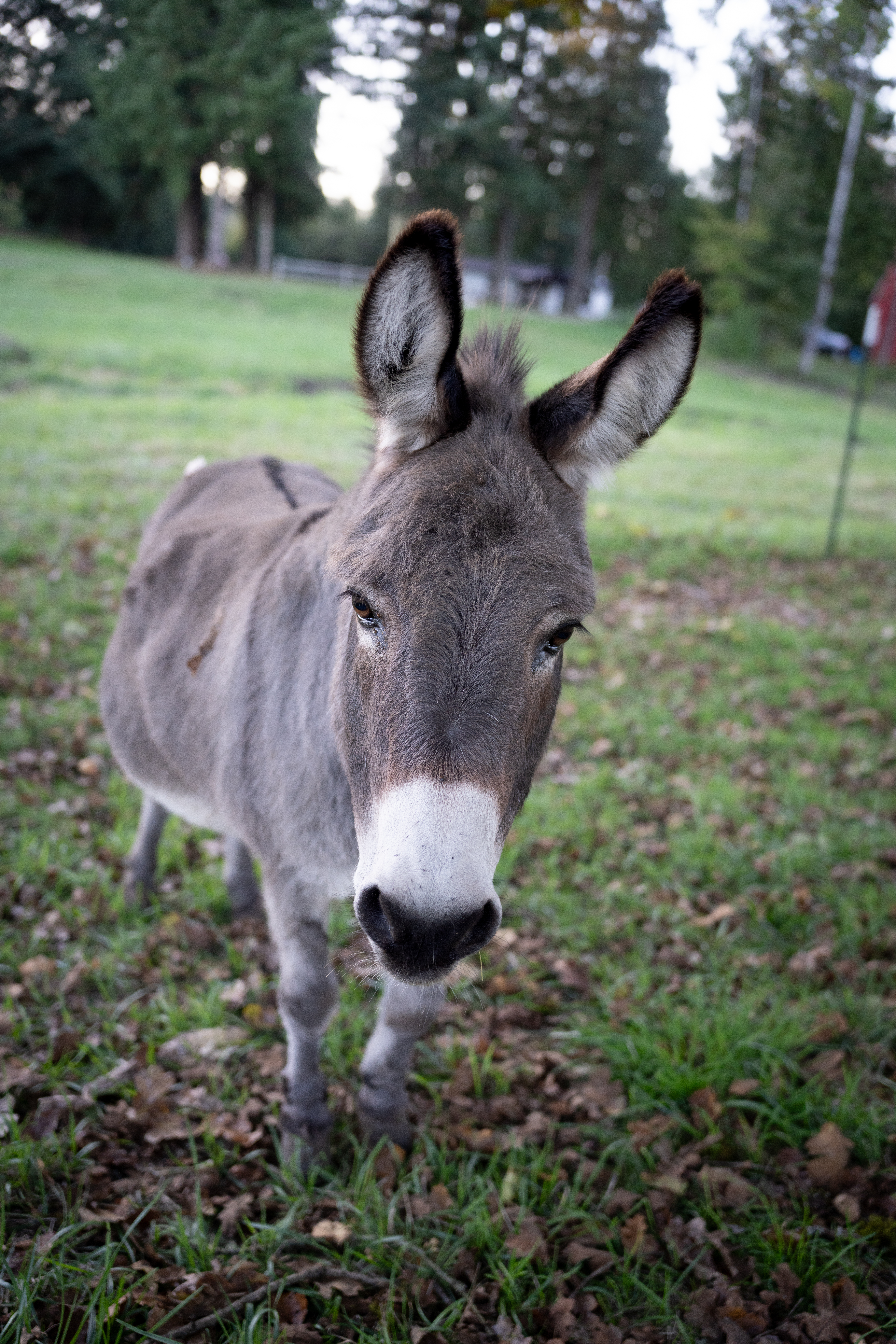 A picture of our large, lovable donkey, Tina