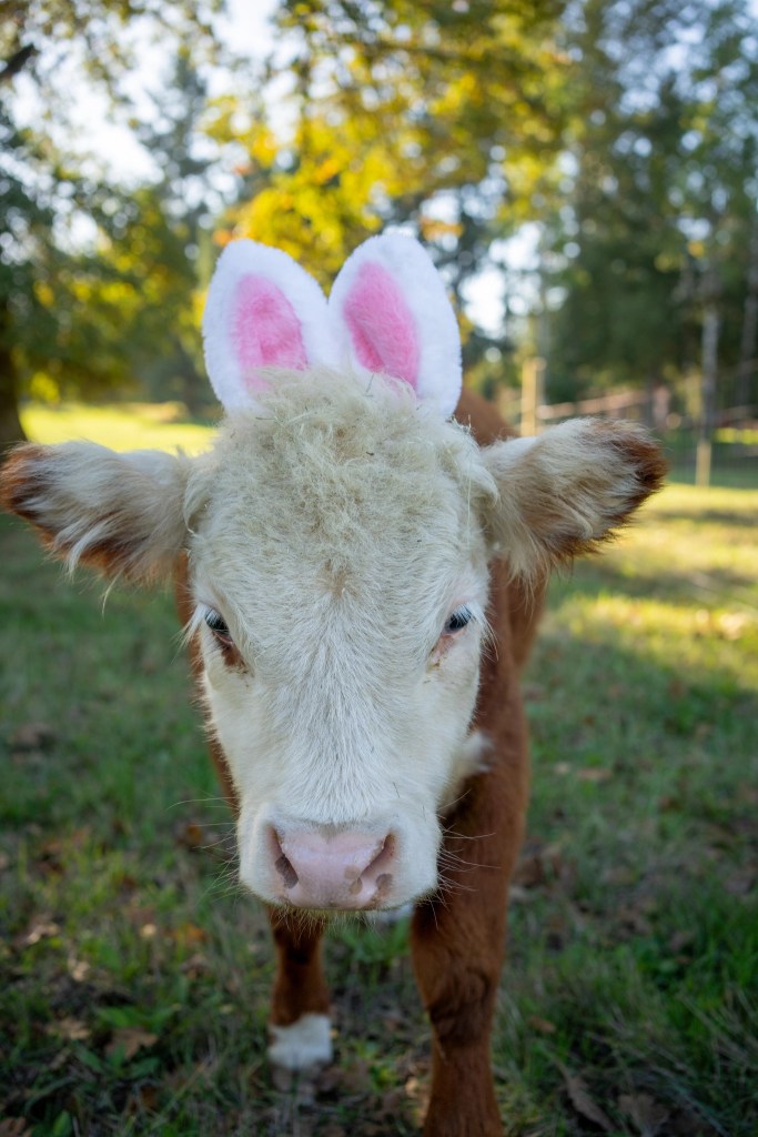 one of our cows, Bunny,