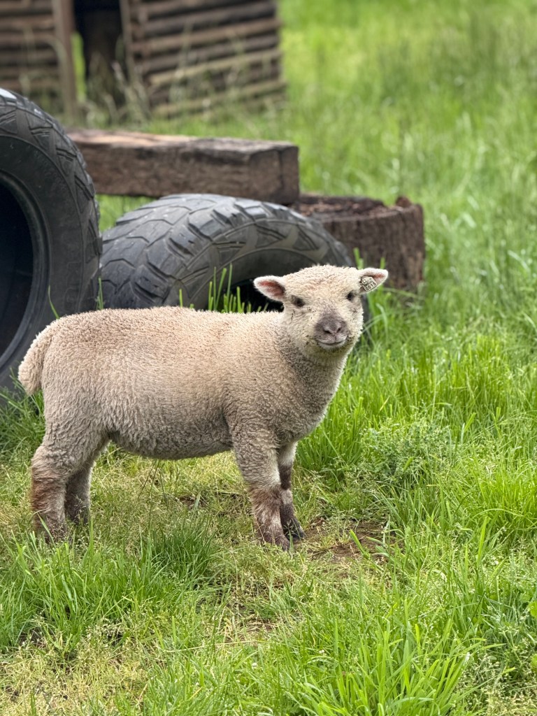 our sheep, Betty